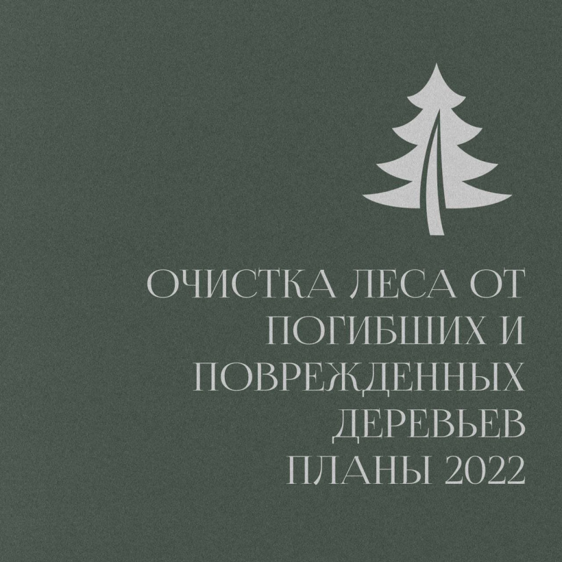 В 2022 году в Подмосковье леса очистят от погибших и поврежденных деревьев на площади свыше 3200 гектаров