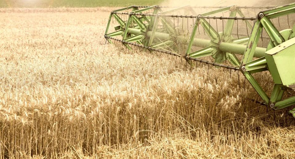 Московская область установила рекордные показатели в сборе зерновых и кормовых к