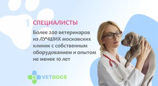 Ветеринарная клиника Vetdocs на улице Михалевича фотография 2