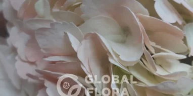 Глобал флора фотография 8
